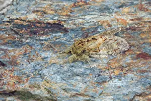 David Chapman: Great Prominent Moth - on Slate - UK