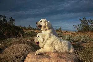 Confidence: Great Pyrenees on duty