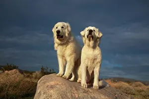 Confidence: Great Pyrenees on duty
