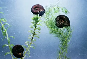 Emma Coghlan: Great Ramshorn SNAILS