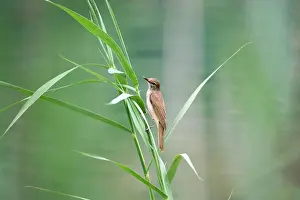 Arundinaceus: Great Reed Warbler