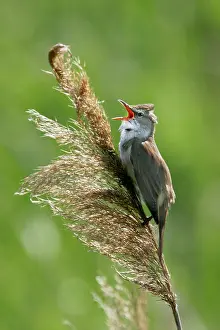 Arundinaceus: Great Reed-Warbler