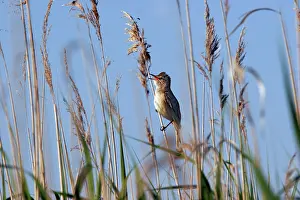 Arundinaceus: Great Reed-Warbler
