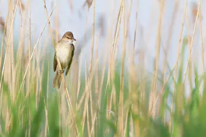 Reedbed: Great Reed Warbler