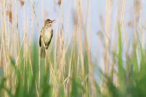 Reedbed: Great Reed Warbler