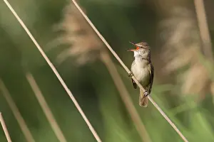 Acrocephalus: Great Reed Warbler