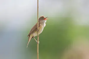 Acrocephalus: Great Reed Warbler