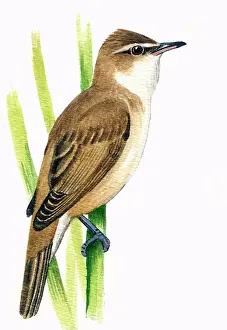 Acrocephalus: Great Reed Warbler