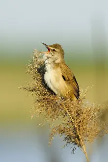 Acrocephalus: Great Reed-Warbler (Acrocephalus arundinaceus)
