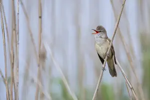 Flevoland: Great Reed Warbler (Acrocephalus arundinaceus)