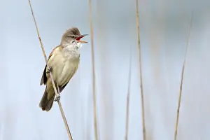 Flevoland: Great Reed Warbler (Acrocephalus arundinaceus)