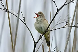Blade: Great reed warbler (Acrocephalus arundinaceus) o
