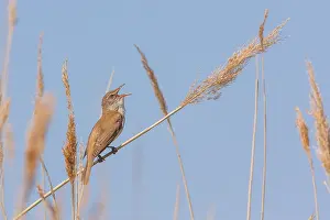 Sing: Great Reed Warbler (Acrocephalus arundinaceus) singing