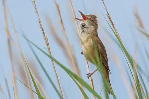 Sing: Great Reed Warbler (Acrocephalus arundinaceus) singing