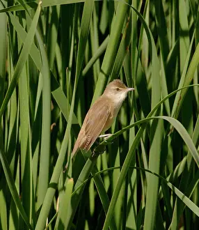 Arundinaceus: Great Reed Warbler - Adult, April