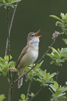 Acrocephalus: Great Reed Warbler - adult male singing - Germany