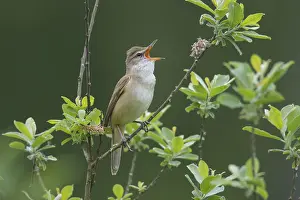 Acrocephalus: Great Reed Warbler - adult male singing - Germany