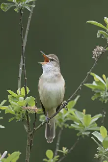 Acrocephalus: Great Reed Warbler - adult male singing - Germany