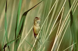 Arundinaceus: Great Reed WARBLER - calling from grass-stem perch