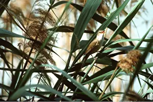 Guy Robbrecht: GREAT REED WARBLER - calling, singing