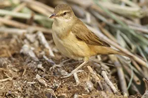 030517: Great Reed Warbler on marsh floor Castilla La Mancha Sp