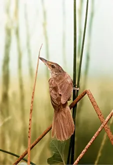 Wendy Sadler: GREAT REED WARBLER - perched on reed