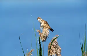 Arundinaceus: GREAT REED WARBLER - ON REED
