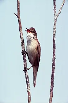 R T Smith: GREAT REED WARBLER - singing