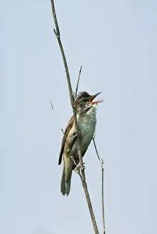 R T Smith: GREAT REED WARBLER - singing