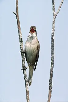 R T Smith: GREAT REED WARBLER - singing, on branch