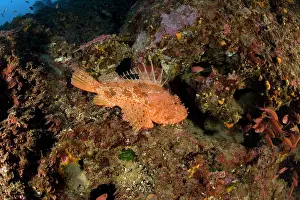 Scrofa: great rockfish, Scorpaena scrofa, Vervece rock, Marine Prote