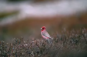 Hippophae: Great Rosefinch - on hippophae sp