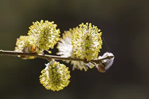 Goat: Great Sallow, Goat Willow, Pussy Willow - flowering