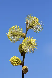 Goat: Great Sallow, Goat Willow, Pussy Willow - flowering