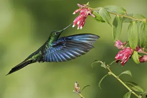 Nectar: Great Saphirewing (Pterophanes cyanopterus) flying and feeding at a flower in the mountains of Colombia