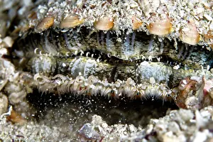 Pecten: Great Scallop