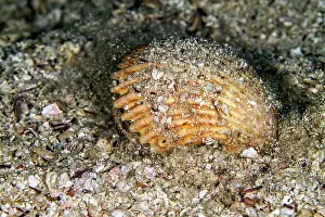 Lea Lee: Great Scallop