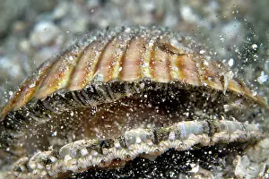 Lea Lee: Great Scallop