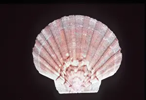 Emma Coghlan: GREAT SCALLOP SHELL