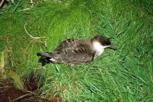 Gough: Great Shearwater