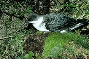 Shearwater: Great Shearwater