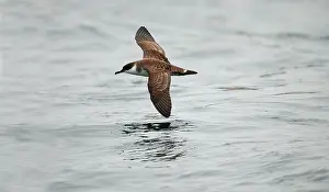 Shearwaters: Great SHEARWATER - in flight over water