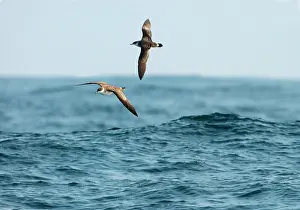 Shearwaters: Great Shearwater - In flight over water