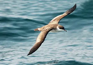 Shearwaters: Great Shearwater - In flight over water