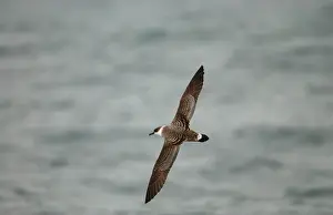 Shearwaters: Great Shearwater - In flight over water