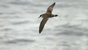 Shearwaters: Great Shearwater - In flight over water
