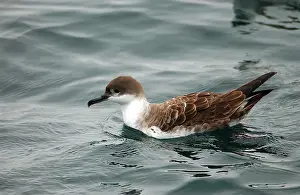 Shearwaters: Great Shearwater - On water