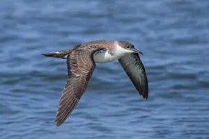Shearwater: Great Shearwaters - Ardenna gravis - foraging
