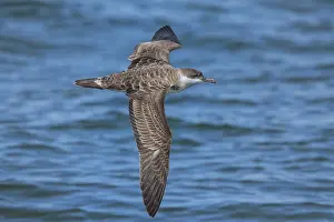 Shearwater: Great Shearwaters - Ardenna gravis - foraging