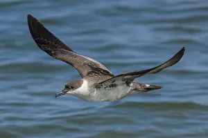 Pelagic: Great Shearwaters - Ardenna gravis - foraging